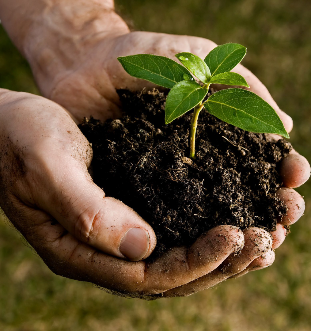 hands soil plant